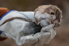 Peromyscus eremicus