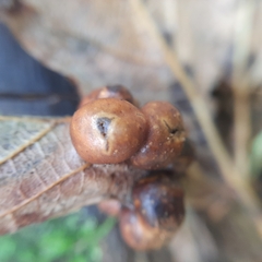 Pediaspis aceris