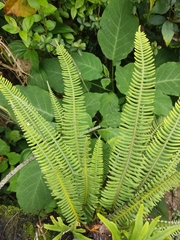 Polypodioideae