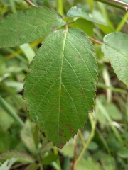 Rubus procerus
