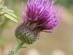 Cirsium serrulatum