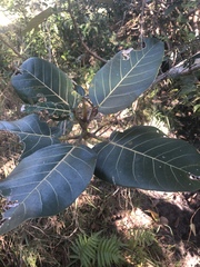 Ficus trichopoda image