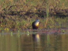 Actophilornis africanus