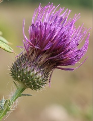 Cirsium serrulatum