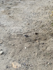 Junco phaeonotus