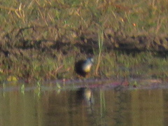 Actophilornis africanus