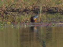 Actophilornis africanus