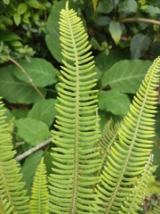 Polypodioideae