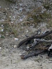 Junco phaeonotus