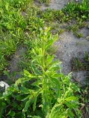 Cirsium arvense integrifolium