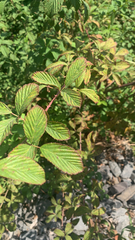 Rubus pensilvanicus