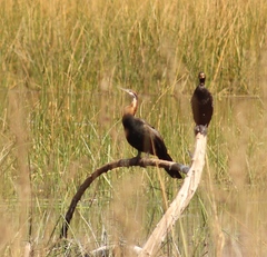 Anhinga rufa