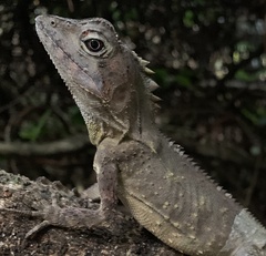 Lophosaurus spinipes