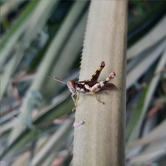 Xenocatantops humilis
