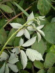 Rubus procerus