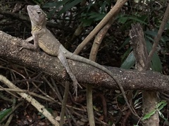 Lophosaurus spinipes