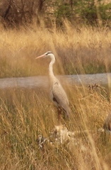 Ardea cinerea cinerea