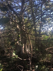 Ficus trichopoda image