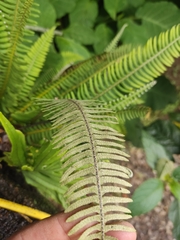 Polypodioideae
