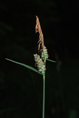 Carex tomentosa