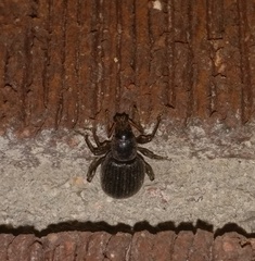 Otiorhynchus meridionalis