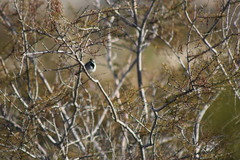 Amphispiza bilineata