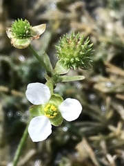 Echinodorus berteroi