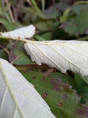 Rubus procerus