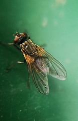 Brachycera