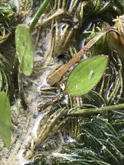 Echinodorus berteroi