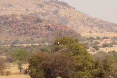 Haliaeetus vocifer