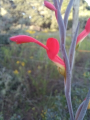 Gladiolus cunonius
