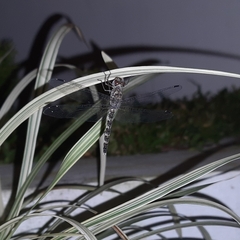 Bradinopyga geminata