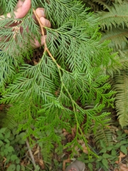 Thuja