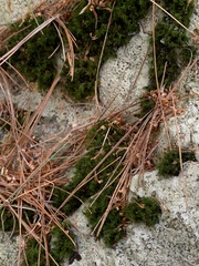 Dicranum montanum