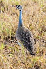 Eupodotis senegalensis