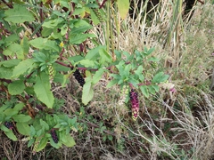 Phytolacca americana