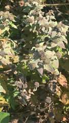 Pycnanthemum muticum