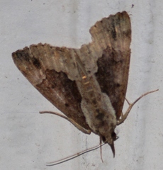 Hypena baltimoralis