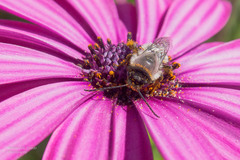 Alloscirtetica