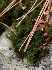 Dicranum montanum