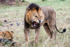 Panthera leo melanochaita