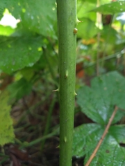 Rubus procerus