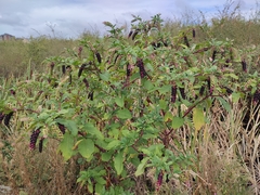 Phytolacca americana