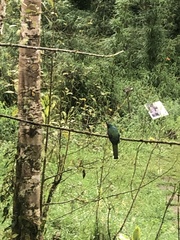 Trogon personatus