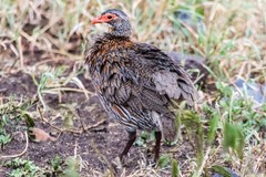 Pternistis rufopictus