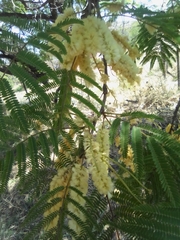 Acacia