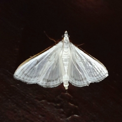 Palpita