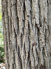 Juglans nigra