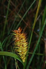 Carex vesicaria